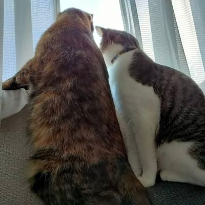 サビ猫あるちゃん♀とキジ白たびくん♂の魅力を伝えるアカウントฅ^•ﻌ•^ฅ 中の人は街の野良にゃんの写真もたくさん撮っている地域猫ウォッチャー。
#猫 #保護猫 #サビ猫 #キジ白 #猫がいる生活 #保護猫と暮らす