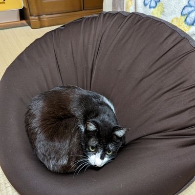 HaraharaZ01's profile picture. ゲーム楽しい〜