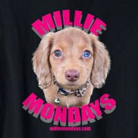 Millie Mondays(@MillieMondays) 's Twitter Profile Photo
