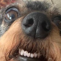 flytlol (@flytfnbr) 's Twitter Profile