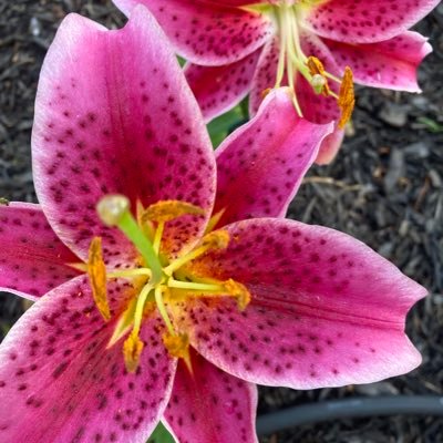 Nicole11111122's profile picture. Math teacher, instructional coach, ABE coordinator, mom who loves the outdoors and working in an alternative high school