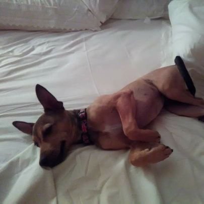 Learnthelingo's profile picture. 