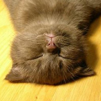 猫飼っています/スイーツ好きの大学生です/ネットで学んだ哲学的なことを発信する趣味垢です(^_-)-☆こういうの好きな人いたら大歓迎です☆苦手な人はスルーして下さい☆お酒を飲んだら陽気になります☆無言フォロー失礼します