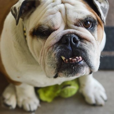 Welcome to #English Bulldog Mafia
We Share English Bulldog Contents
Follow Us @english_bdog
