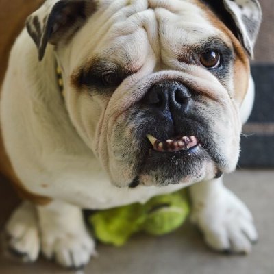 Welcome to #English Bulldog Mafia 
We Share English Bulldog Contents
Follow Us @english_bdog