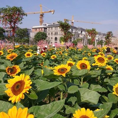 sreythea66's profile picture. welcome 🙏🏻