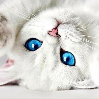 Best platform cat lovers😻🐈😽
Catee II Kittens II Kitties #usa #uk