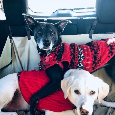 Crookedmax's profile picture. I'm just here to save the republic and waste paper. I own too many cats; not enough dogs. I like Spartans