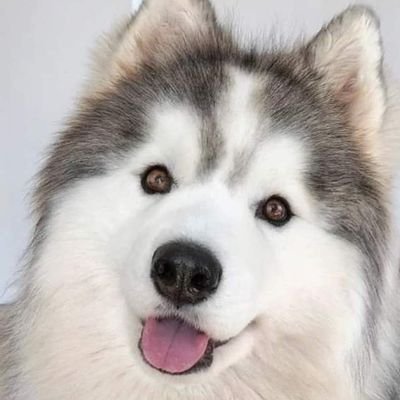 Jervszs's profile picture. 59343