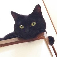 くろねこえるる (@manya_eruru) 's Twitter Profile