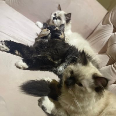 xxibtisamxx's profile picture. Radiology technologist 🩻 . I enjoy music but I love selena gomez and Rashid almajed the most .❤️