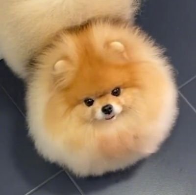 CHFさんのプロフィール画像