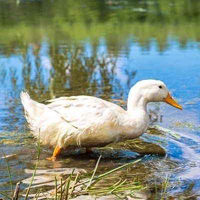 Official Twitter account of Duck2084. #AmericaFirst
No DM's. DM's=reported/blocked. This means you.