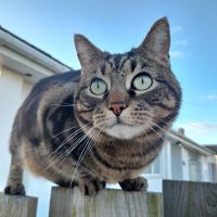 Gizmos Human Slave (@kittyupthecurt1) 's Twitter Profile