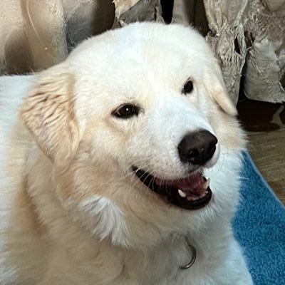 wmjtpgadmwtjagp's profile picture. ネコ好きです。いろんな投資家の方と繋がりたいです。無言フォローすみません！よろしくお願い致します🐱