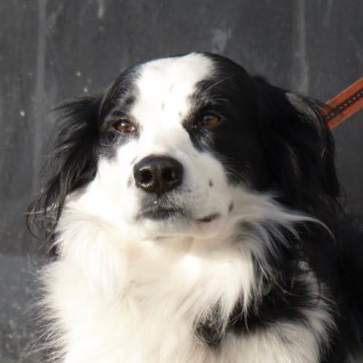 noah_mah's profile picture. 🇨🇦