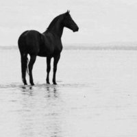 نايف ،🥈70 (@nayif_77) Twitter profile photo