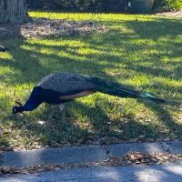 SNHU Grad Student (@sm4reagents) 's Twitter Profile