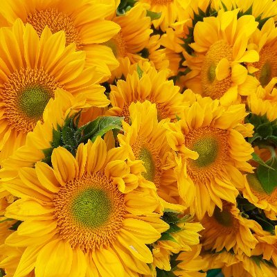 SPies45's profile picture. Well traveled,  speaks 3 languages 
Happy Mom,  Colorblind