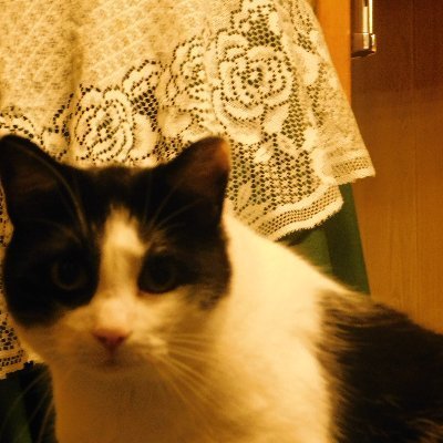 Gabriel66061006's profile picture. Co-Owner of Only In Sedona Yoga,  
I Make Stuff With My Eyes, Video Editor, #SFGiants, #IndyCar, Head Trash Taker-Outer at Casa de Onyx
#OverThinker-er