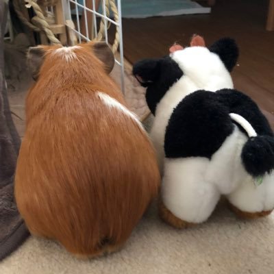 maruco_char's profile picture. 勉強させて下さい。宜しくお願いいたします 支持政党無し 電磁波が危険です 親の介護あり アイコンは以前家にいたモルモット 本垢凍結中 この垢で主に動いています