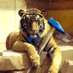 BowTiedTiger (@bowtiedtiger) Twitter profile photo BowTiedTiger (@bowtiedtiger) Twitter profile photo