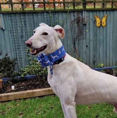 Motor Racing fan & housemate to Charlie the Lurcher.