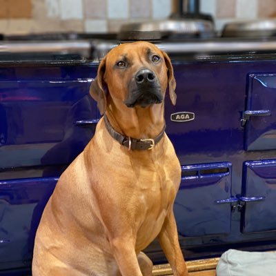 Rhodesian Ridgebacks, Masca, Brim, Asha & Kira together at Priory Equestrian 🇬🇧 https://t.co/wbP5mw4xUD