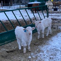 Potter Charolais (@pottercharolais) 's Twitter Profile Photo Potter Charolais (@pottercharolais) 's Twitter Profile Photo
