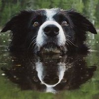 サミュ犬・犬・ジャクソン(@espinning) 's Twitter Profile Photo