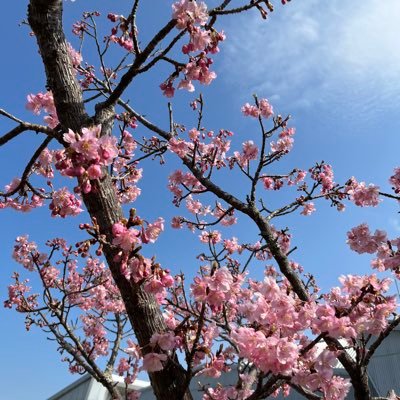 314tatsu's profile picture. 