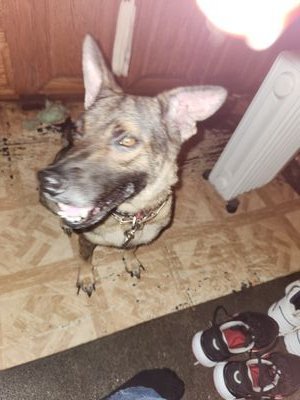 I am a German shepherd ,Belgium Mal mix , I am a service dog for a disabled US Navy Veteran. I'm very playful but all work for Dad.