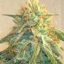 herb dean - @bigindaca420559 - Twitter