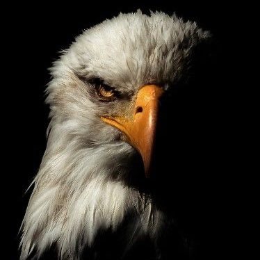 bjkmetehan_1903's profile picture. Kendine yazar, söylediklerim beni bağlar.  @besiktas fanatiği ve milliyetçi