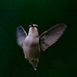 Writer, musician, photographer, teacher. 
Culture jamming, sustainability activism.
Take the hike, show up, stand up, speak out.
Never piss off a crow.