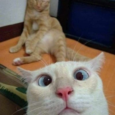 Iamsilencieux's profile picture. telen aja