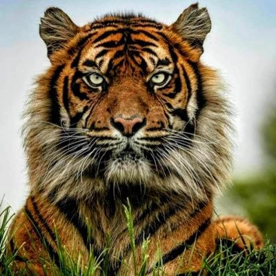 pedes in terra ad sidera visus / U.A.N.L. 🐯 / Minnesota Vikings /☘
