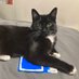 Lucy-Boy the cat, Rosie OTRB 🌈 & Ravenridge (@ravenridge22) Twitter profile photo Lucy-Boy the cat, Rosie OTRB 🌈 & Ravenridge (@ravenridge22) Twitter profile photo