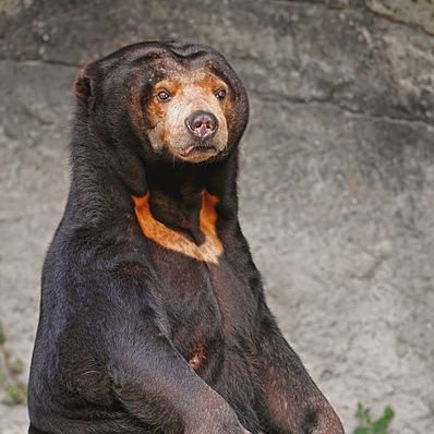 Smorgoldmeef's profile picture. 