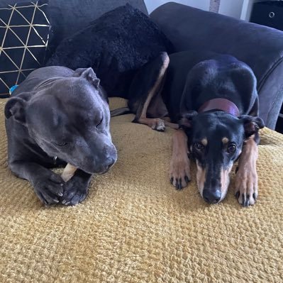 elliemayginfizz's profile picture. Mum, NHS worker, reader, gamer, gin drinker, coffee connoisseur, animal lover and foodie. Love meeting people.