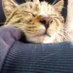 困困猫咪 (@meowmeowdaze) Twitter profile photo 困困猫咪 (@meowmeowdaze) Twitter profile photo