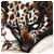 pimpthi Profile Picture
