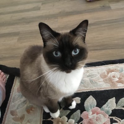 rescues_only's profile picture. 🕊Corem Deo🕊                                    🇺🇸⚔️ iLoveMyUSA ⚔️🇺🇸                    
                    🔔HomeOfTheBrave🗽