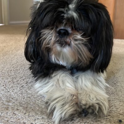 dcoosemans's profile picture. 