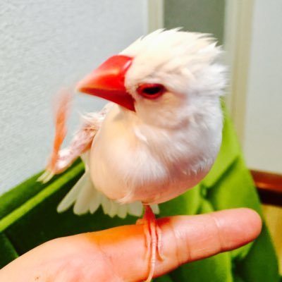 oNBaSywx72j1Uci's profile picture. 2015年9月末頃に保護した白文鳥♂「ブン」を夫婦で溺愛しています。動物全般大好きですが、鳥さんに一番心惹かれます。 世に居る大勢のかわい子ちゃん見たさがきっかけでTwitterを始めました。