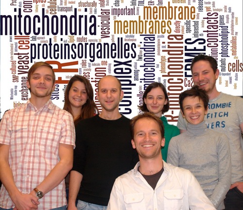 Our lab is interested in fundamental questions of cell biology and biochemistry of organelles. We use the powers of yeast genetics as a tool to discover importa