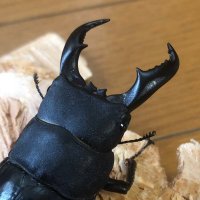 メダクワ (@d_cawk) 's Twitter Profile