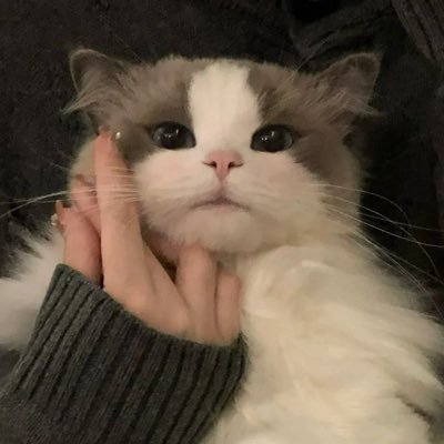 Aoiさんのプロフィール画像