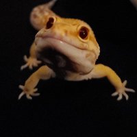 Linda Johnson (@djwyrm) 's Twitter Profile