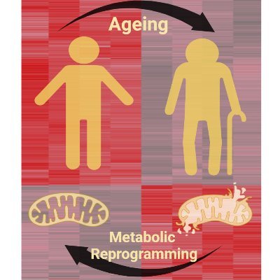 The Sanz laboratory investigates how and why we age. We are particularly interested in the role that #mitochondria play in #ageing.